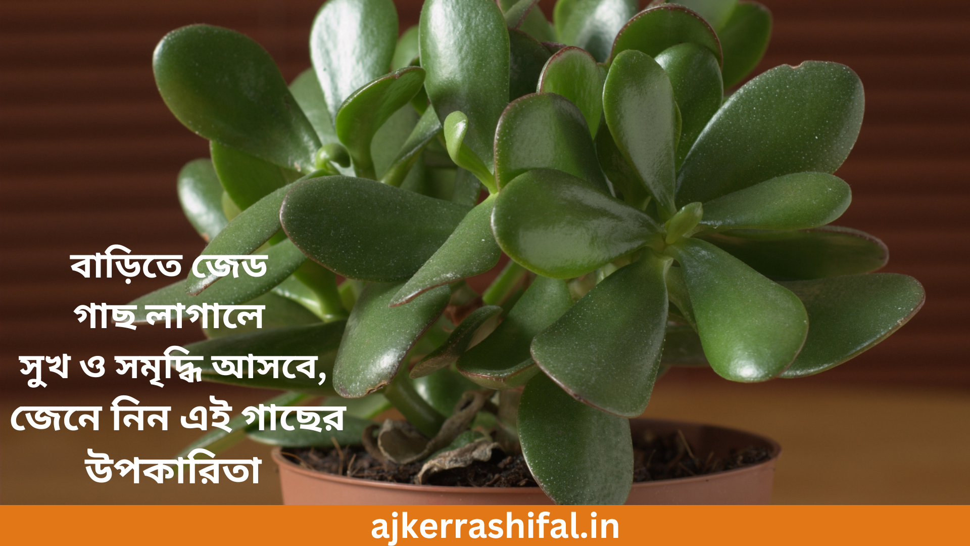 Benefits of Jade Plants in bengali : বাড়িতে জেড গাছ লাগালে সুখ ও সমৃদ্ধি আসবে, জেনে নিন এই গাছের উপকারিতা