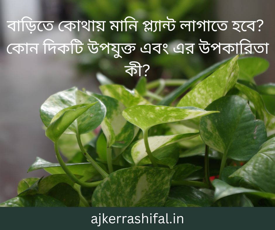 Money Plant er Sothik Dik : বাড়িতে কোথায় মানি প্ল্যান্ট লাগাতে হবে? কোন দিকটি উপযুক্ত এবং এর উপকারিতা কী?